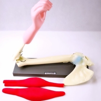 33220 Elbow joint model with scapula Biological experimental equipment Medical teaching model Teaching equipment