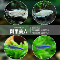 Blue Congo beauty Congo pull flag Congo neon fruit fruit fish Tropical fish Ornamental fish Live fish Grass tank fish