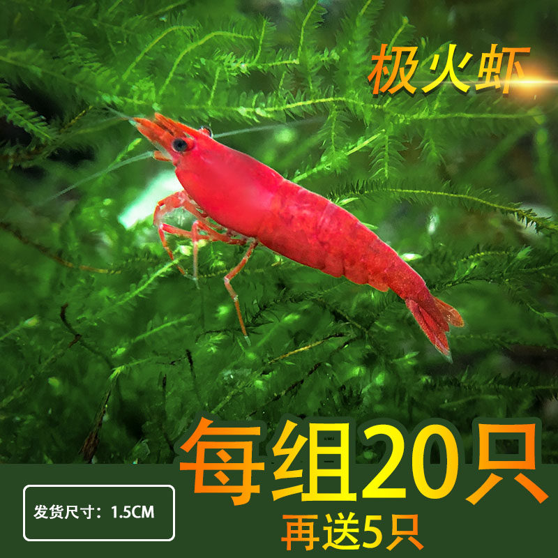 Tropical ornamental shrimp living aquarium pet extreme fire shrimp grass tank algae removal shrimp tools shrimp