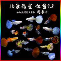 Guppy tropical fish small freshwater pure-bred anchovy ornamental fish traffic lights viviparous fish goldfish living scavenger