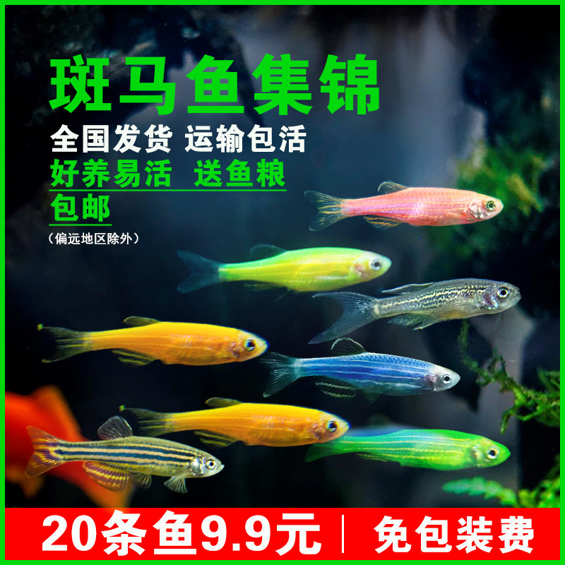 Small tropical fish Ornamental fish Traffic light fish Group swimming Red and blue fluorescent Zebrafish Cold water fish Practice hand live fish