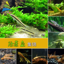 Tropical ornamental algae removal tools living fish bottom fish rat fish black line monkey elf big sail Moudfish scavenger