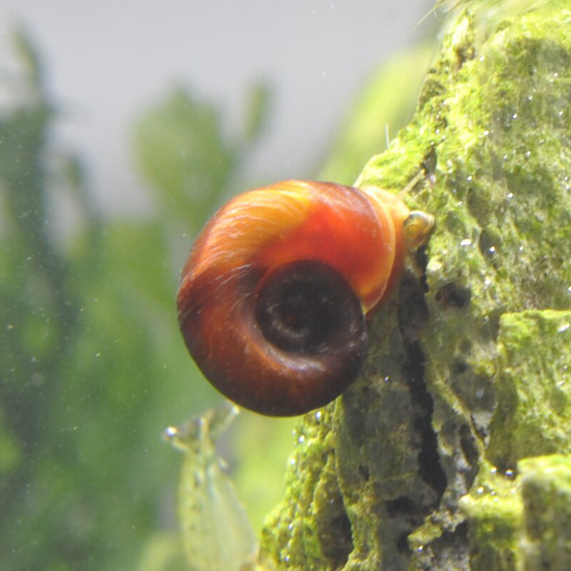 Apple Snail Corner Snail Cleaning Spirotgrass Cylinder Removing Algae Screw Tool Snail Ornamental Snail Living Pet