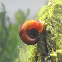 Apple snail sheep horn snail cleaning snail grass tank algae removal snail tools snail ornamental snail living pet