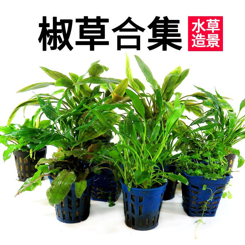 Green leaf pepper Coffee pepper Bubble pepper Peach leaf pepper Water demoiselle fountain pepper Fish tank Aquarium landscaping Live water plant