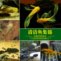 Scavenger heteromorphic benthic tool fish gold big sail beard tropical ornamental fish live freshwater clean garbage fish