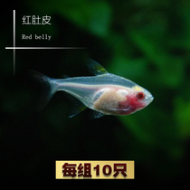 Dashi aquarium Red-bellied glass red-bellied freshwater grass tank group swimming fish