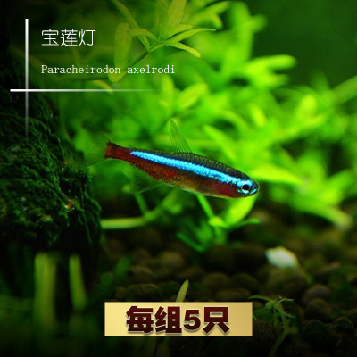 Imported tropical viewing fish grass tank swarm of Pauline lamp small freshwater pet fish seedlings live