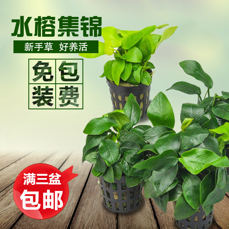 Water banyan sinking wood water plant Denmark gold small water banyan fish tank living aquarium landscaping package decorative water plants