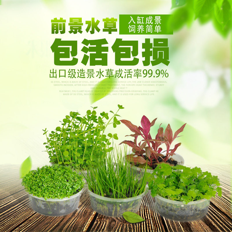 Foreground turf Mini cow hair grass felt Lying on the ground Mini dwarf pearl fork column flower fish tank landscaping living water plants