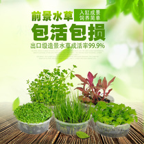 Foreground Turf Miniature Silvergrass Miniature Dwarf Pearl Fortress Fish Tank Landscape Living Aquaweed