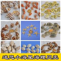 DIY ocean bottle material Natural small conch shell wishing small starfish dolphin micro-landscape landscaping decorative ornaments