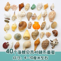 40 видов раковин не повторяются