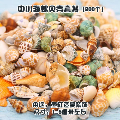 Натуральная раковина Shell Sea Star Fish Box