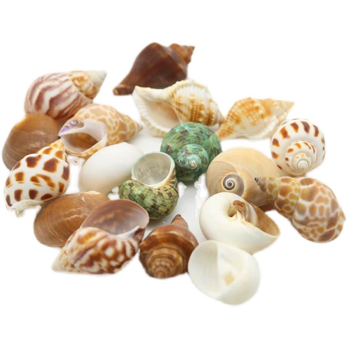 Натуральная раковина Shell Sea Star Fish Box