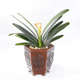 Нежная орхидея в горшках и раститель