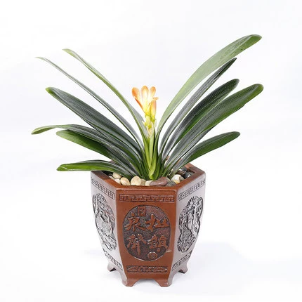 Нежная орхидея в горшках и раститель