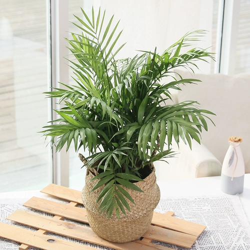 Sanjiefishi Potted Phoenix Bamboom Room Гостиная Большая зеленая кокосовая кокосовая кокосовые орехи Гавай