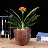 Нежная орхидея в горшках и раститель