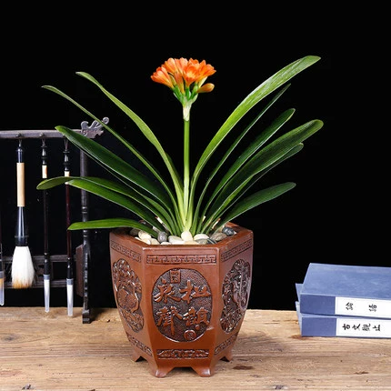 Нежная орхидея в горшках и раститель