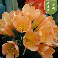 Gouache Clivia 8-11 листьев