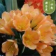 Gouache Clivia 8-11 листьев