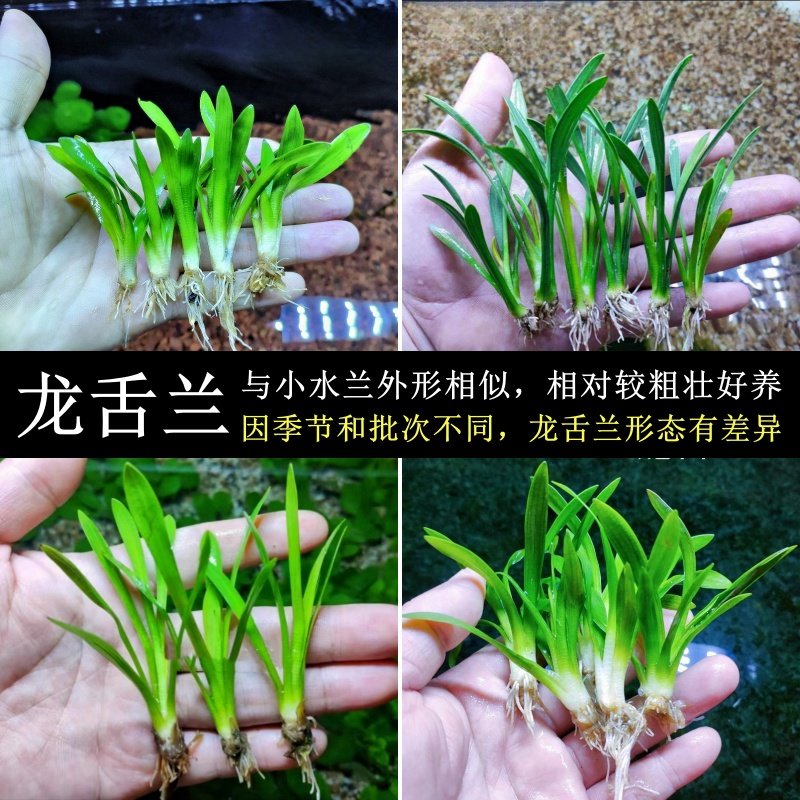 🌿美化鱼缸新宠:大水兰前景阴性迷你小水兰 🐠-水草-淘宝好物网