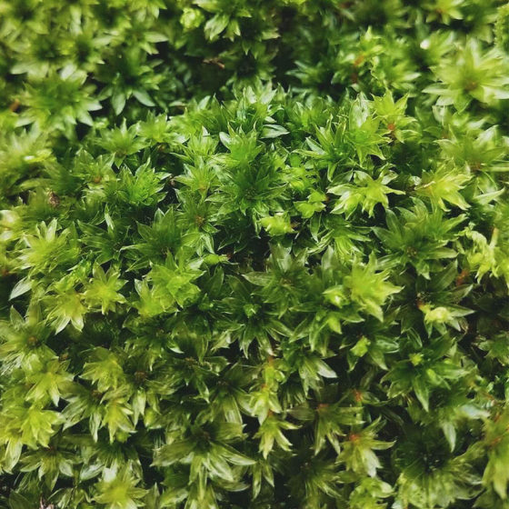 Fresh moss micro-landscape ecological bottle diy white hair moss bonsai rockery decoration amphibious tank plant material moss