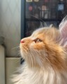 橘猫的换衣秀