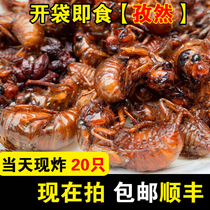 Fried-fried monkey Golden Cicada instant cicada pupae insects delicious office snacks meat snacks under Wine 20 cumin