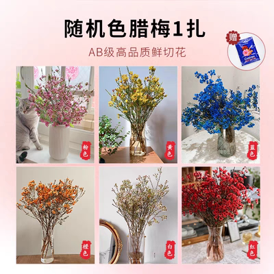 悦多彩红色澳洲平头腊梅大枝AB级