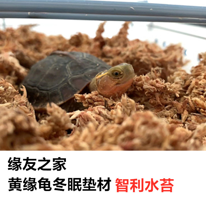 Yellow Turtle Winter Sleeping Half Water Turtle Hibernate special material Chilean Water Tweed Turtle East Box Brazil's Anhui throat Xiaoqing