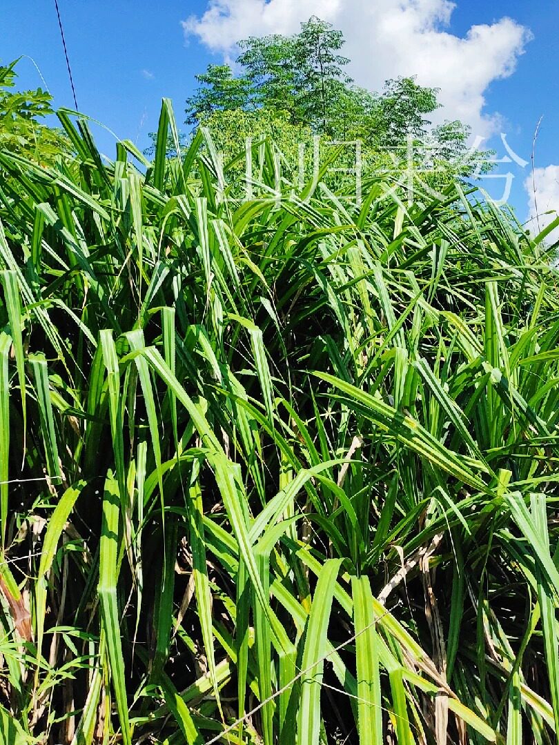 广西露兜树叶子怎么选？包粽子真的比竹叶更香吗？-好物推荐-淘宝好物网