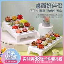Yunnan straight-haired succulents novice package Meat plant succulents combination Green plant potted flowers with bracket