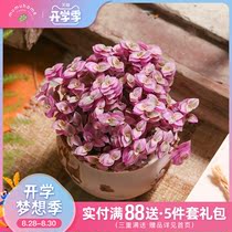  Yunnan straight hair mumuhome Rouge cloud succulents Indoor potted flowers Grass meat without flower pots