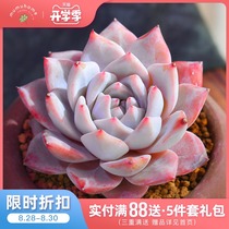  Yunnan straight hair mumuhome Bluebird succulents combination flower pot Indoor intensive cute meat without flower pot