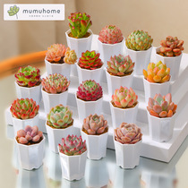  Succulents Novice package combination Potted plant combination Potted 10 pieces