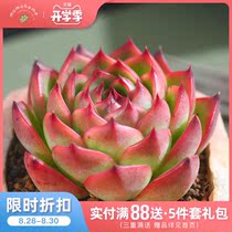 Moon stone succulents Flower potted office meat single-headed small bonsai Creative green plant Yunnan intensive cultivation