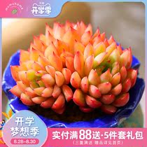  Female young succulents Combination Potted meat plants Indoor green plants Yunnan straight hair flowers without flower pots