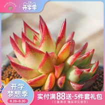  MuMuHome Ebony Double-headed Succulents Combination Potted green plant Flowers Yunnan succulents without pots