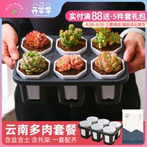  Succulents Combination package Meat plants Indoor Flowers Plants Potted plants with flower pots with soil with bracket