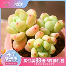  Lauer Yunnan straight-haired succulents combination flower pot Flower plant Indoor flower cute meat without flower pot