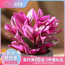  Oil painting wedding Multi-head group succulents combination potted indoor flower grass Yunnan straight hair creative potted plant