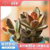  Teddy Bear Multi-headed Group Succulents State Group raw meat combination Sun Wukong Easy-to-raise potted plants without pots