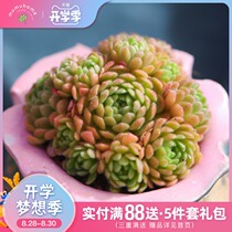 MuMuHome Ono Rose Succulents combination Potted Indoor small potted Green plant Flower Meat plant