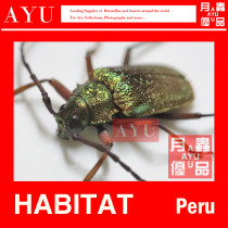 Peru Colorful Small Saw Cow Insect Specimen Crafts Material Bots Collection South American Sky Bull Beetle Photography