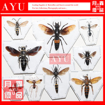 Various bee soil Honey bee Vespa bumblebee Insect specimens Handicraft materials Museum collection Art design