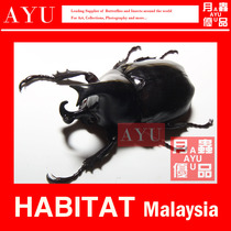 Becker Zhuang Horn Ji Dou Insect Crafts Material Museum Collection Beetle Art Moon Insect Excellent Product