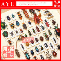 Various small beetle leaf shell tortoise Armor Iron armor and other insect specimens crafts materials collection