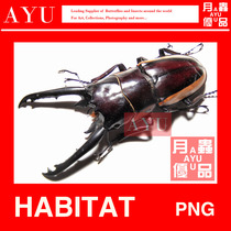 Bison saw stag beetle insect handicraft material Museum collection Stag Beetle art design moon worm excellent product